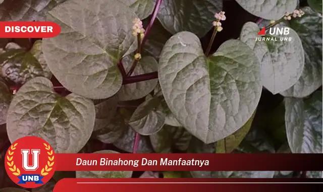 Ketahui 9 Manfaat Daun Binahong untuk Kesehatan dan Kecantikan Anda