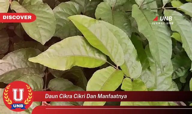 daun cikra cikri dan manfaatnya