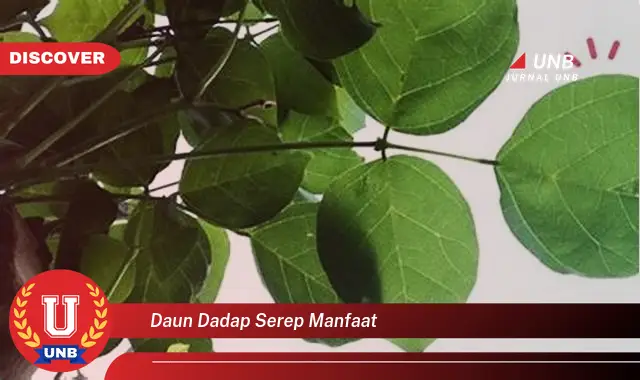 Ketahui 9 Manfaat Daun Dadap Serep untuk Kesehatan dan Kecantikan