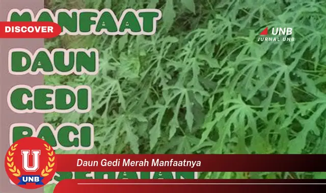 daun gedi merah manfaatnya