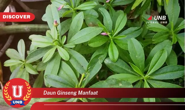 daun ginseng manfaat