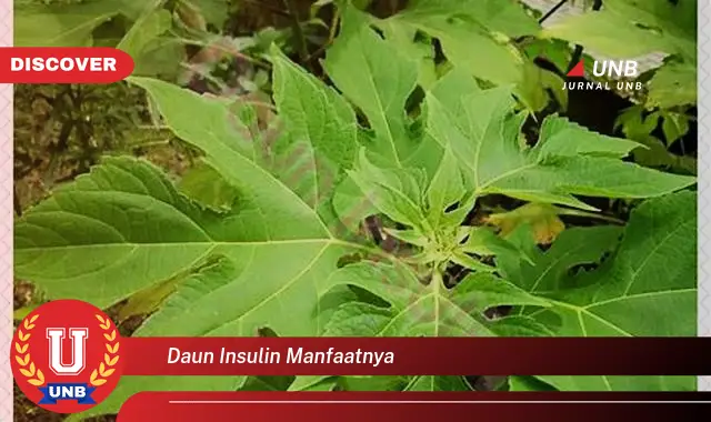 daun insulin manfaatnya