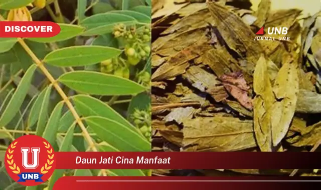 daun jati cina manfaat