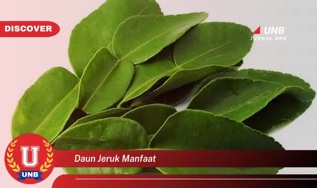 daun jeruk manfaat