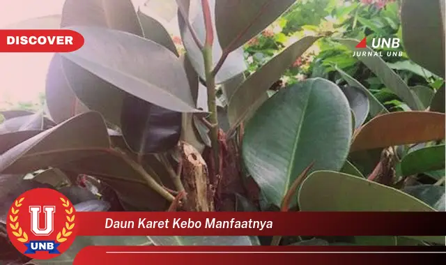 Ketahui 9 Manfaat Daun Karet Kebo untuk Kesehatan dan Kecantikan Anda