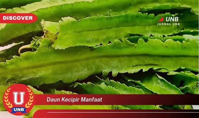 daun kecipir manfaat