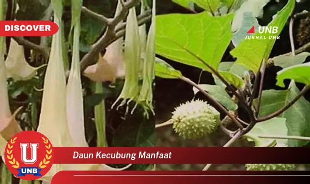 Ketahui 8 Manfaat Daun Kecubung untuk Kesehatan dan Kecantikan