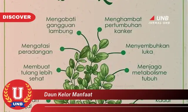 daun kelor manfaat