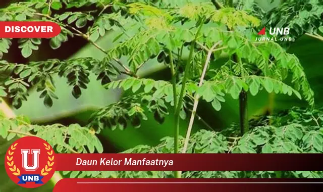 Ketahui 10 Manfaat Daun Kelor untuk Kesehatan, Kecantikan, dan Lainnya