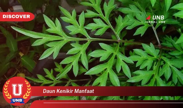 daun kenikir manfaat