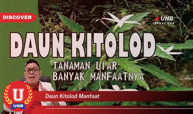 daun kitolod manfaat