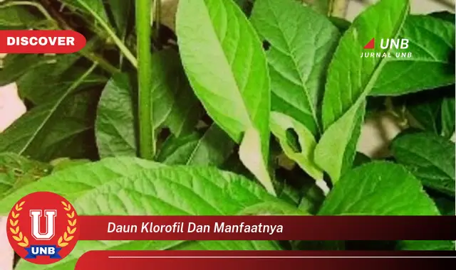 Ketahui 8 Manfaat Daun Klorofil untuk Kesehatan Tubuh Anda