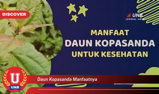 Ketahui 9 Manfaat Daun Kopasanda untuk Kesehatan Anda