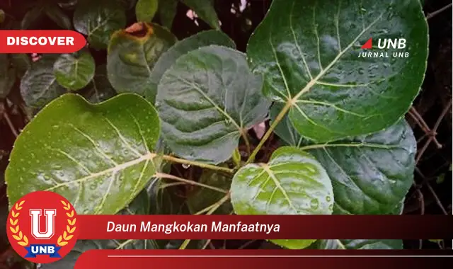 Ketahui 10 Manfaat Daun Mangkokan untuk Kesehatan Anda