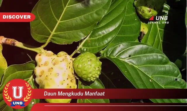 daun mengkudu manfaat