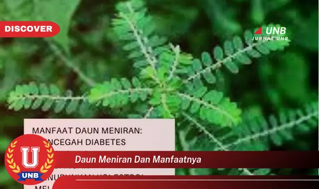 Ketahui 9 Manfaat Daun Meniran untuk Kesehatan Anda