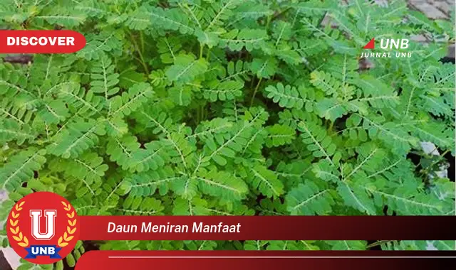 daun meniran manfaat