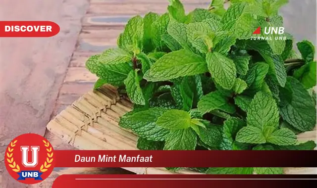 Ketahui 8 Manfaat Daun Mint,  Dari Kesehatan Hingga Kecantikan