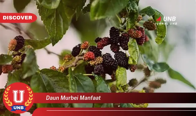 daun murbei manfaat