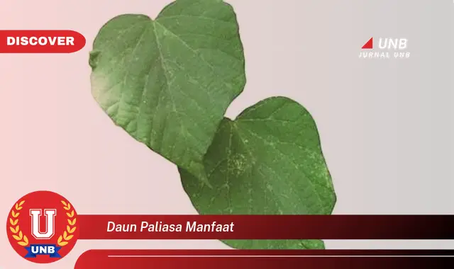 daun paliasa manfaat