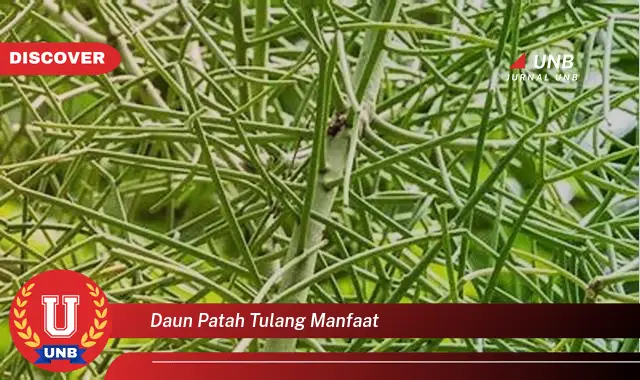 Ketahui 8 Manfaat Daun Patah Tulang untuk Kesehatan Tulang dan Sendi