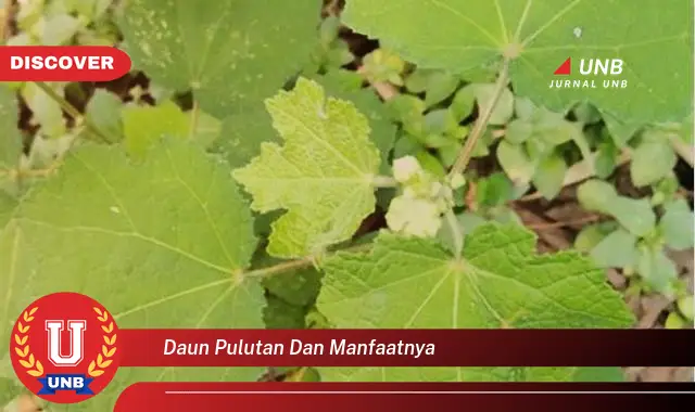 daun pulutan dan manfaatnya