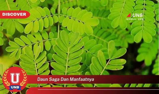 daun saga dan manfaatnya