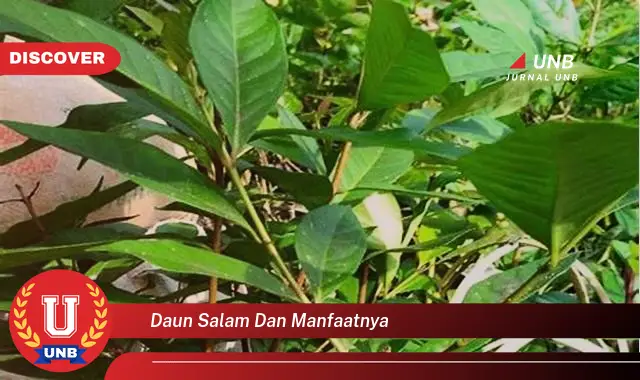 daun salam dan manfaatnya