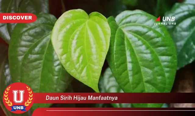 daun sirih hijau manfaatnya