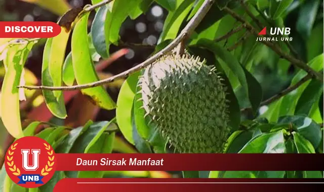 daun sirsak manfaat