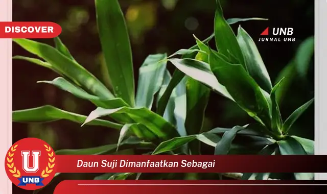 Ketahui 10 Manfaat Daun Suji Dimanfaatkan Sebagai Pewarna Alami dan Penambah Aroma Makanan