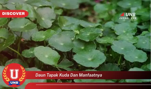 daun tapak kuda dan manfaatnya