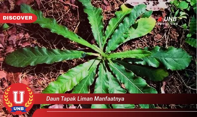 Ketahui 10 Manfaat Daun Tapak Liman untuk Kesehatan Anda