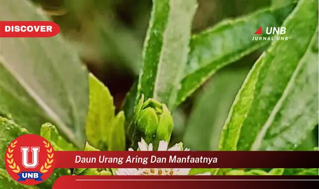 daun urang aring dan manfaatnya