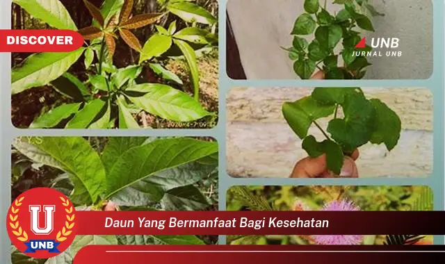 daun yang bermanfaat bagi kesehatan