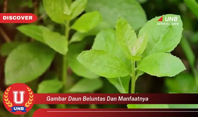 gambar daun beluntas dan manfaatnya