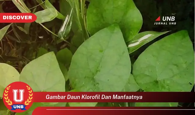 Ketahui 10 Manfaat Klorofil dari Gambar Daun dan Khasiatnya untuk Kesehatan