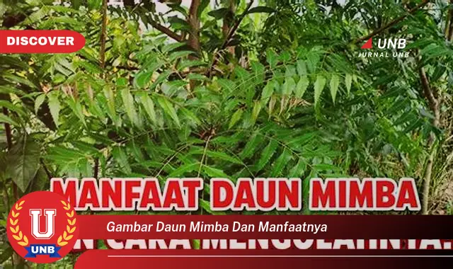 Ketahui 10 Manfaat Gambar Daun Mimba dan Khasiatnya untuk Kesehatan