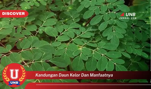 Ketahui Kandungan Daun Kelor dan Manfaatnya untuk Kesehatan Anda