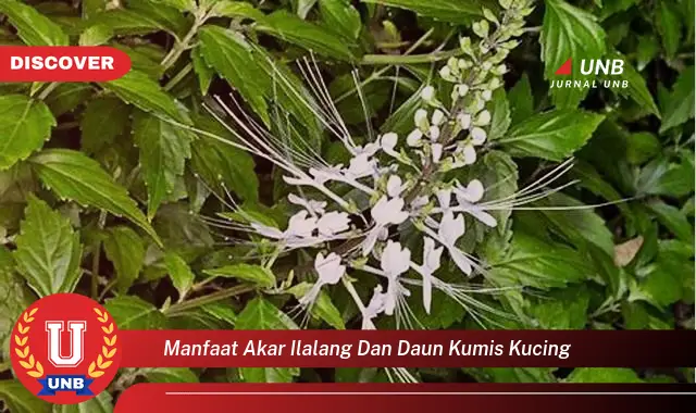 Ketahui 8 Manfaat Akar Ilalang dan Daun Kumis Kucing untuk Kesehatan Anda