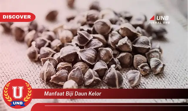 Ketahui 10 Manfaat Biji Daun Kelor Secara Lengkap untuk Kesehatan