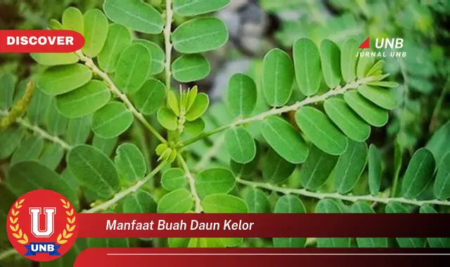 manfaat buah daun kelor