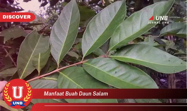 Ketahui 9 Manfaat Buah Daun Salam untuk Kesehatan Anda