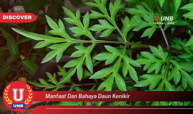 Ketahui 9 Manfaat Daun Kenikir untuk Kesehatan dan Potensi Bahayanya