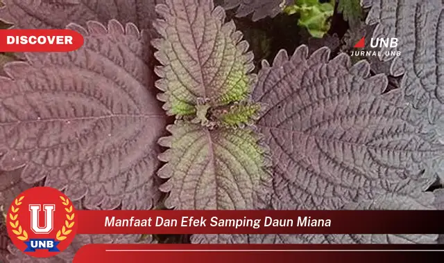 manfaat dan efek samping daun miana