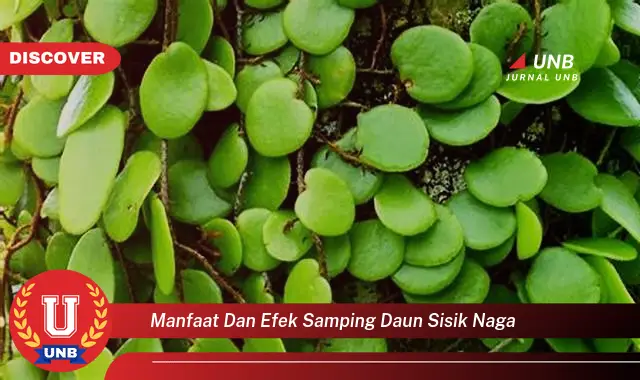 Ketahui 9 Manfaat Daun Sisik Naga untuk Kesehatan dan Efek Samping yang Perlu Diwaspadai