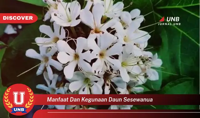 Ketahui 10 Manfaat Daun Sesewanua untuk Kesehatan Tubuh Anda