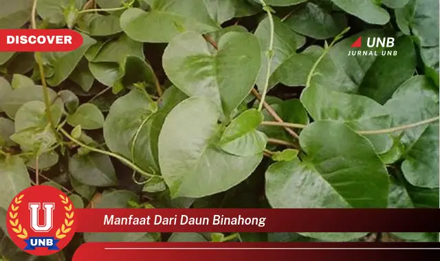 manfaat dari daun binahong