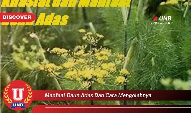 Ketahui 8 Manfaat Daun Adas untuk Kesehatan dan Cara Mengolahnya Menjadi Hidangan Lezat