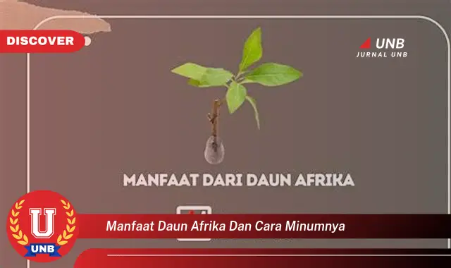 Ketahui 9 Manfaat Daun Afrika untuk Kesehatan dan Cara Minum yang Tepat